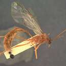 Image of Enicospilus nitetus Gauld & Mitchell 1981
