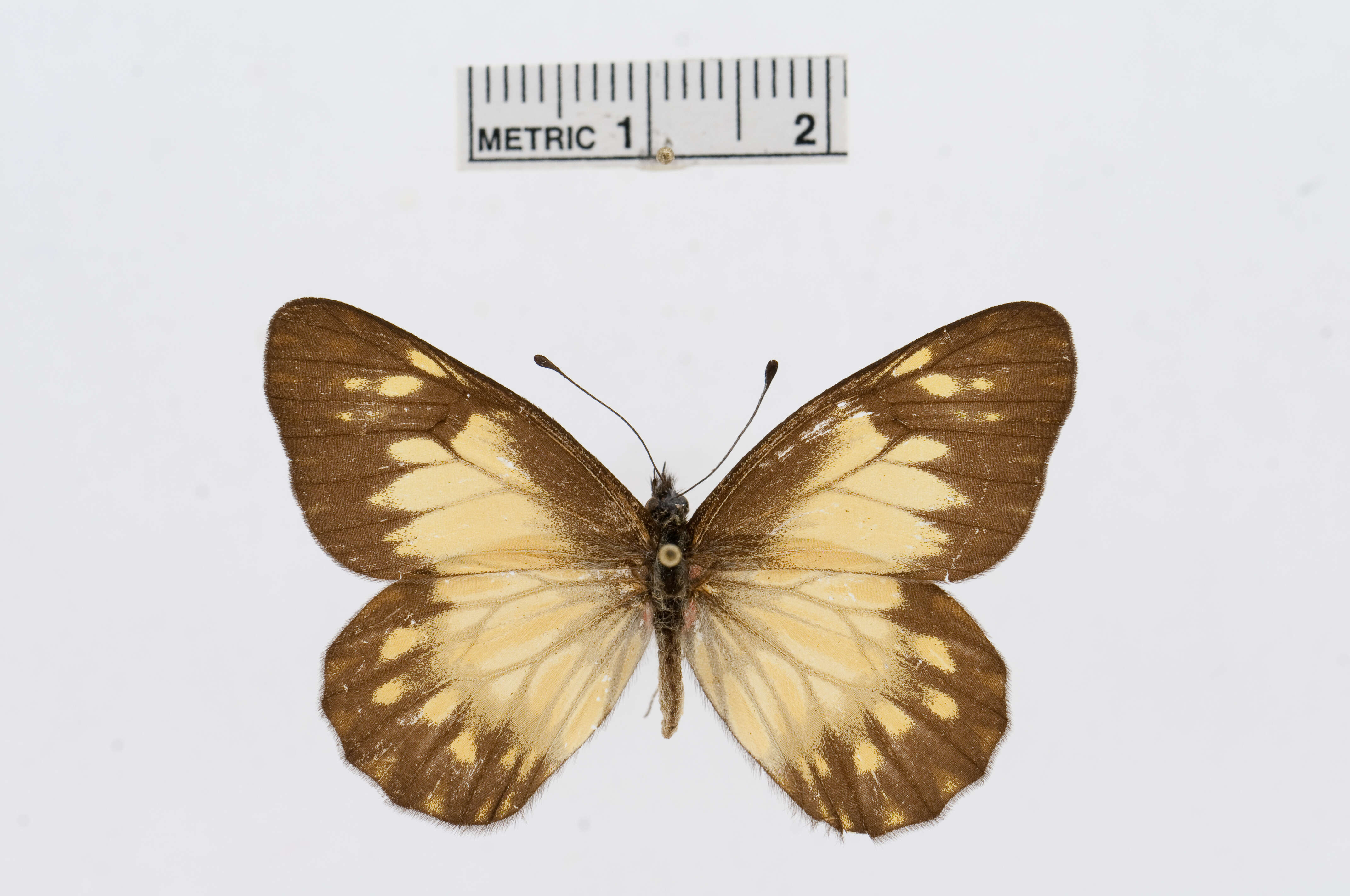 Image of Catasticta eurigania (Hewitson 1870)