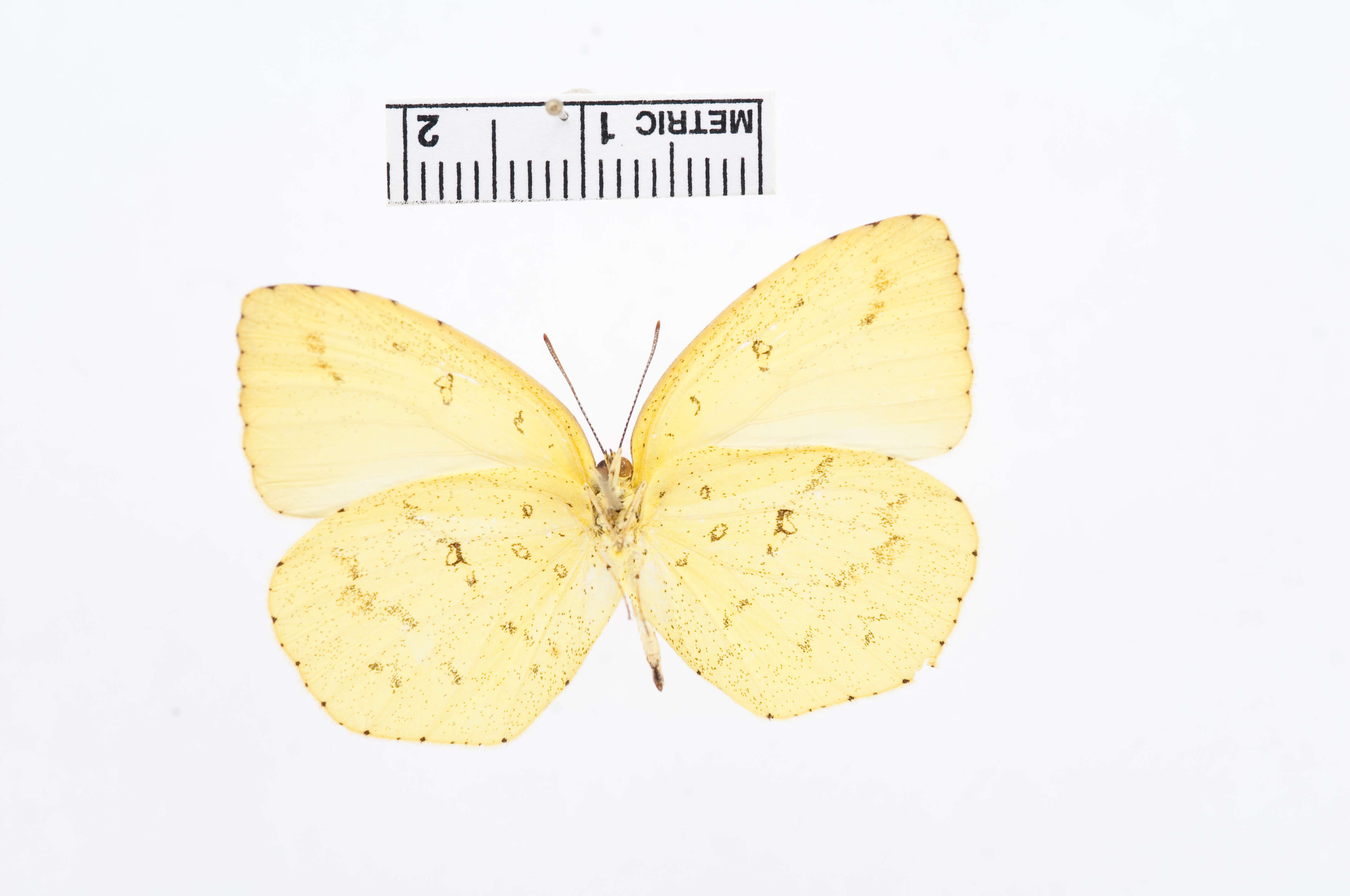 Image de Eurema hecabe (Linnaeus 1758)