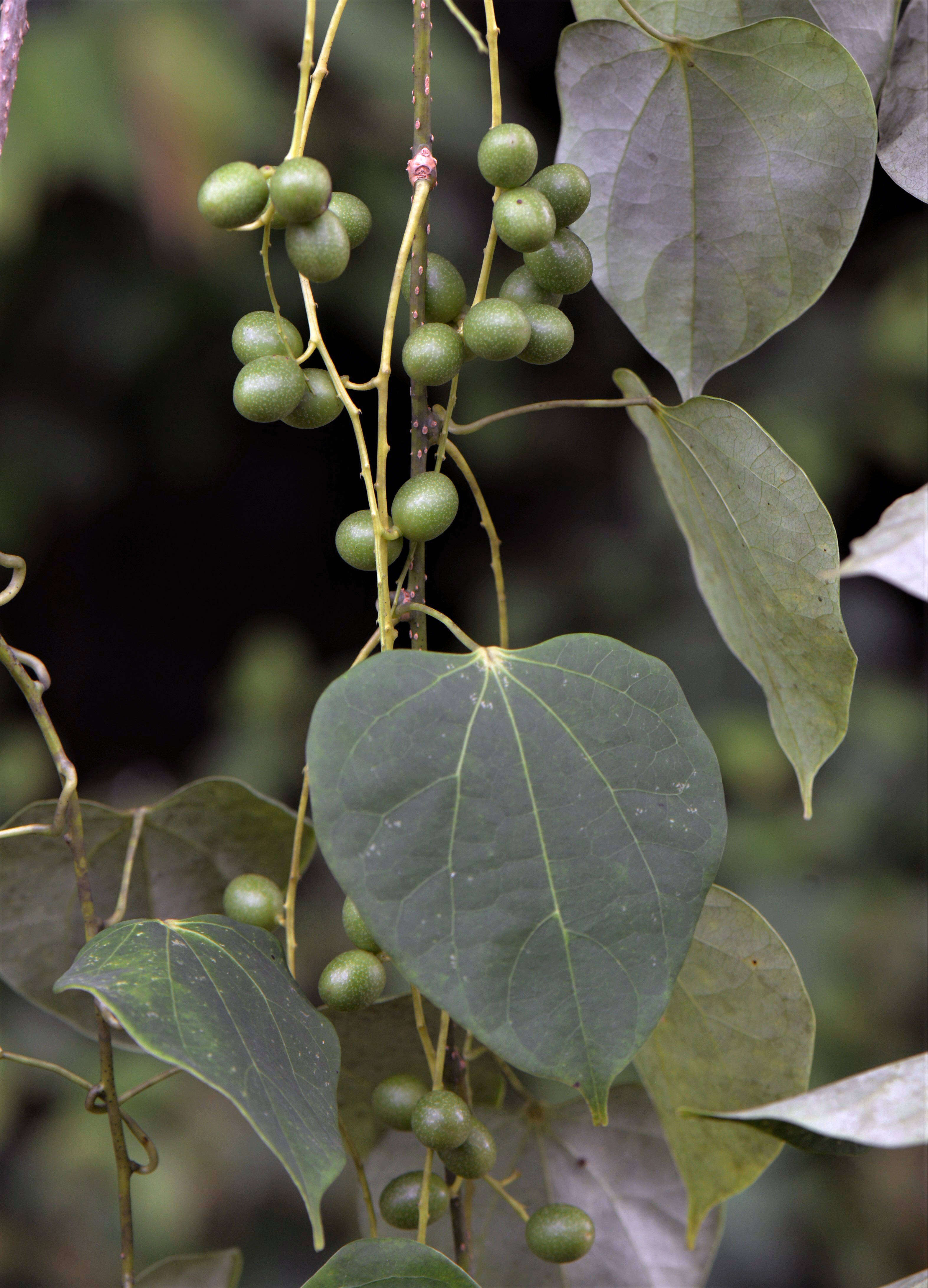 Image of Chondrodendron Ruiz & Pav.