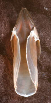 Image of arrow-finned squid