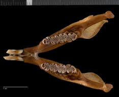 Image of Petaurista petaurista terutaus Lyon 1907