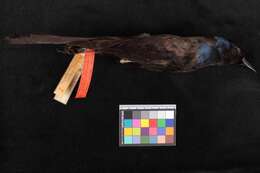 Image of Bronzed Grackle