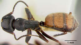 Image of Camponotus maafui Mann 1921