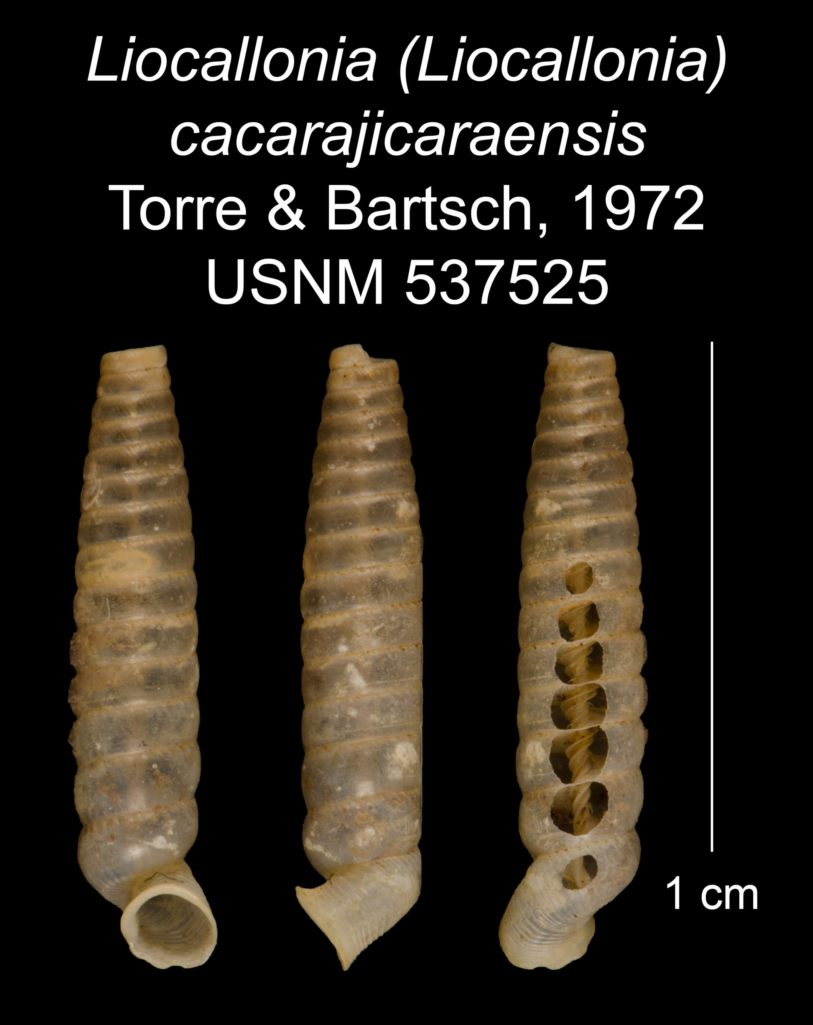 Plancia ëd Liocallonia cacarajicaraensis C. Torre & Bartsch 1972