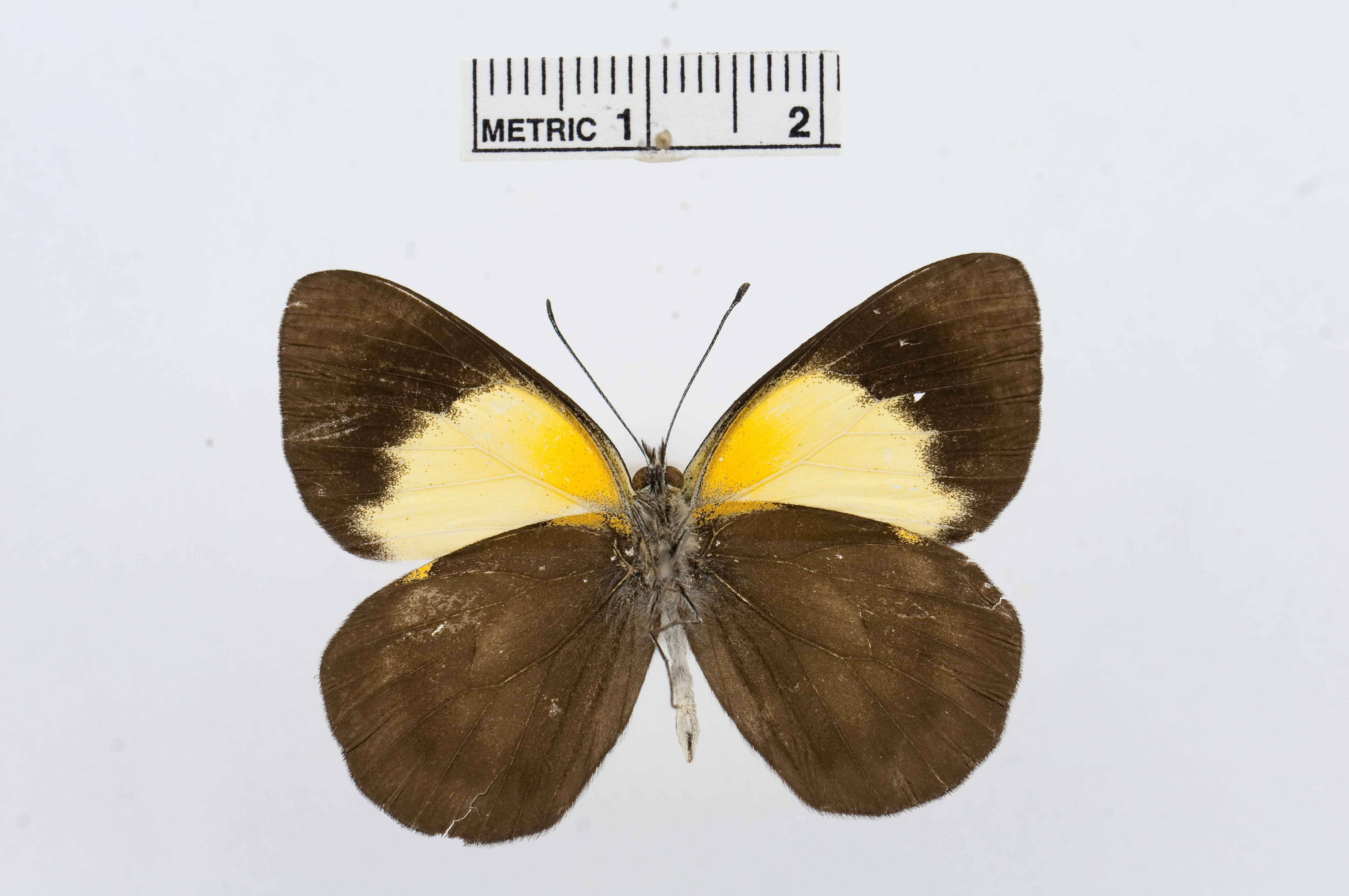 Image of Belenois margaritacea Sharpe 1891