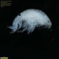 Image of Amphipoda