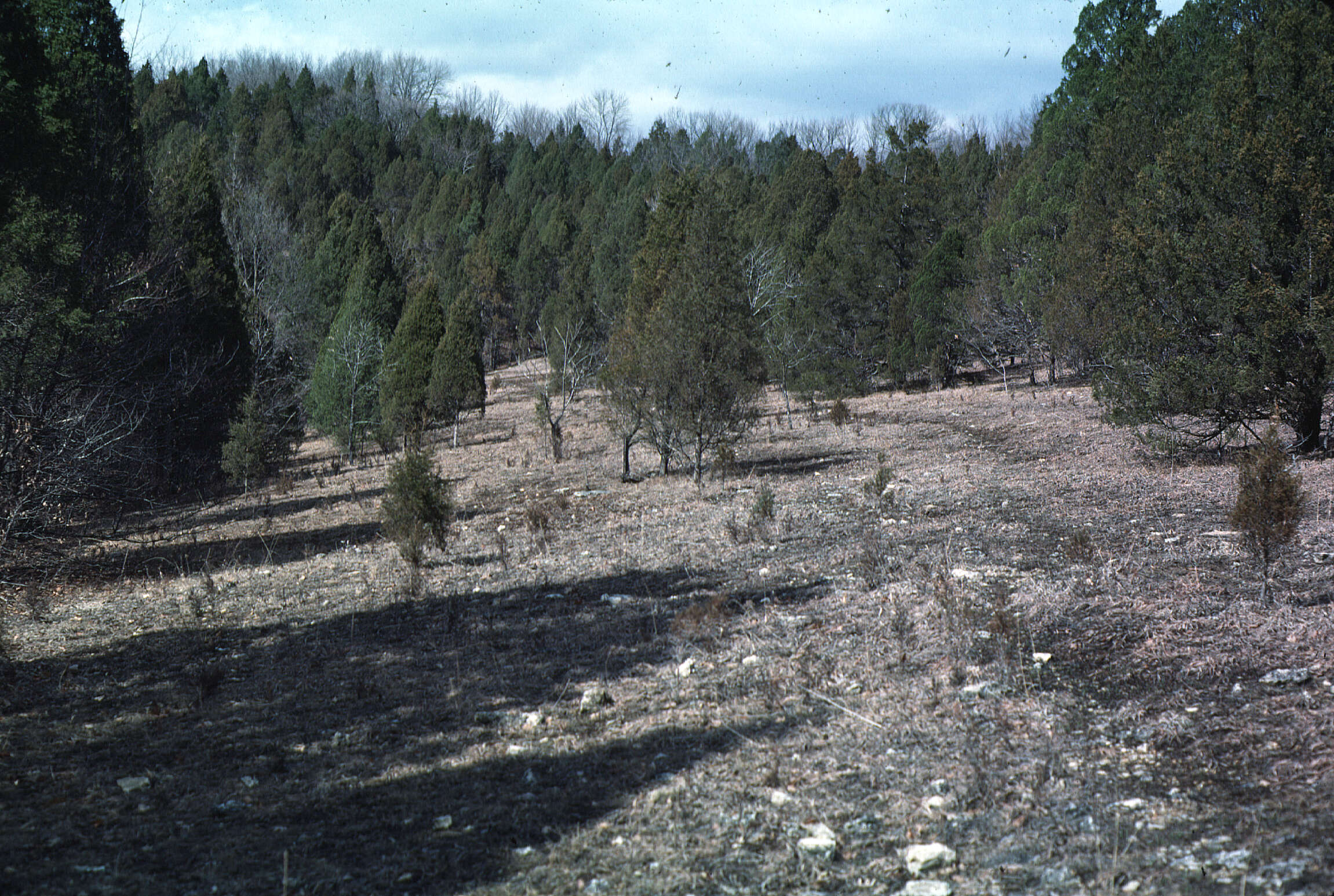 Imagem de Juniperus virginiana L.