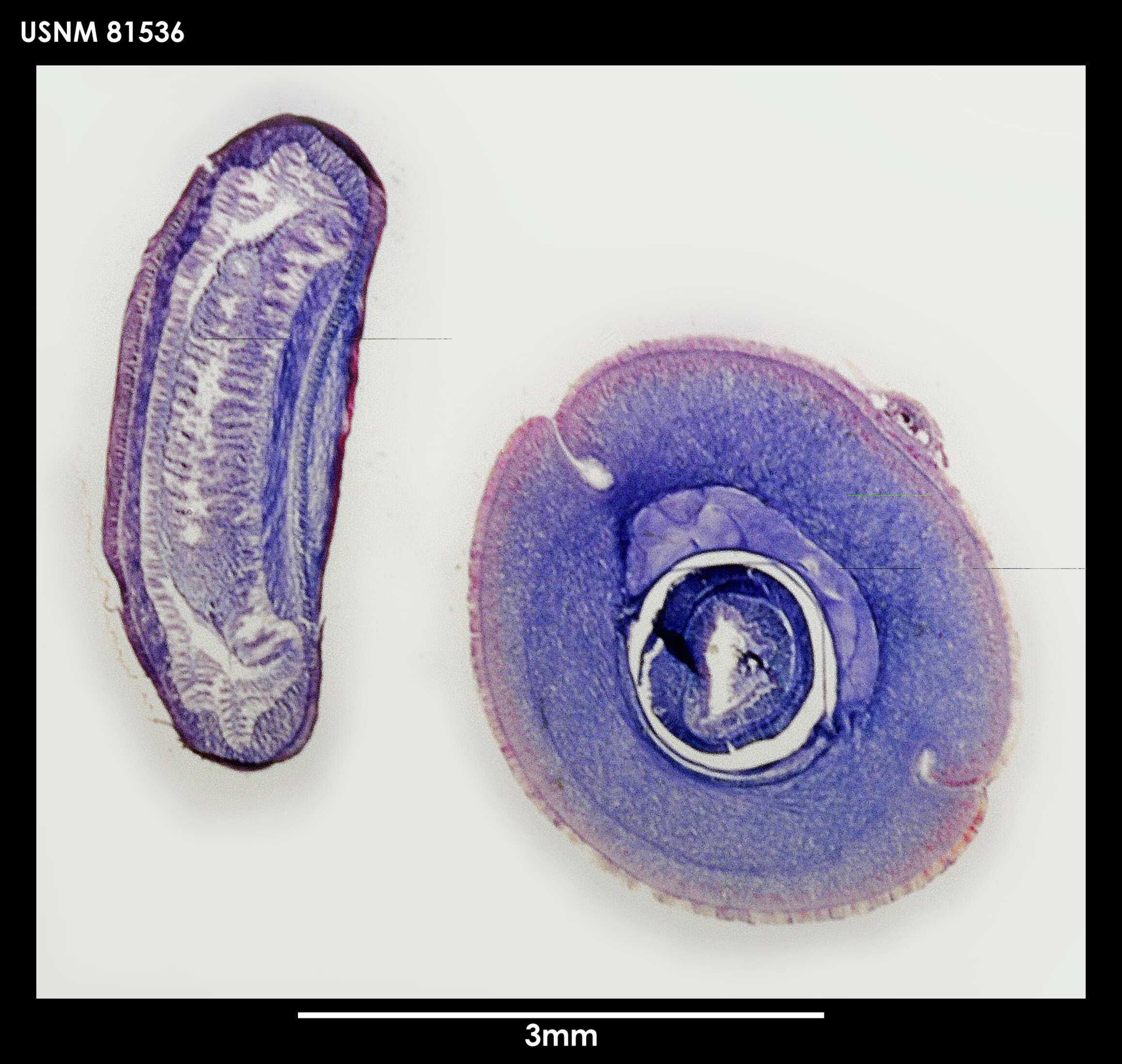 Image of Cephalurichus antarcticus Gibson 1985