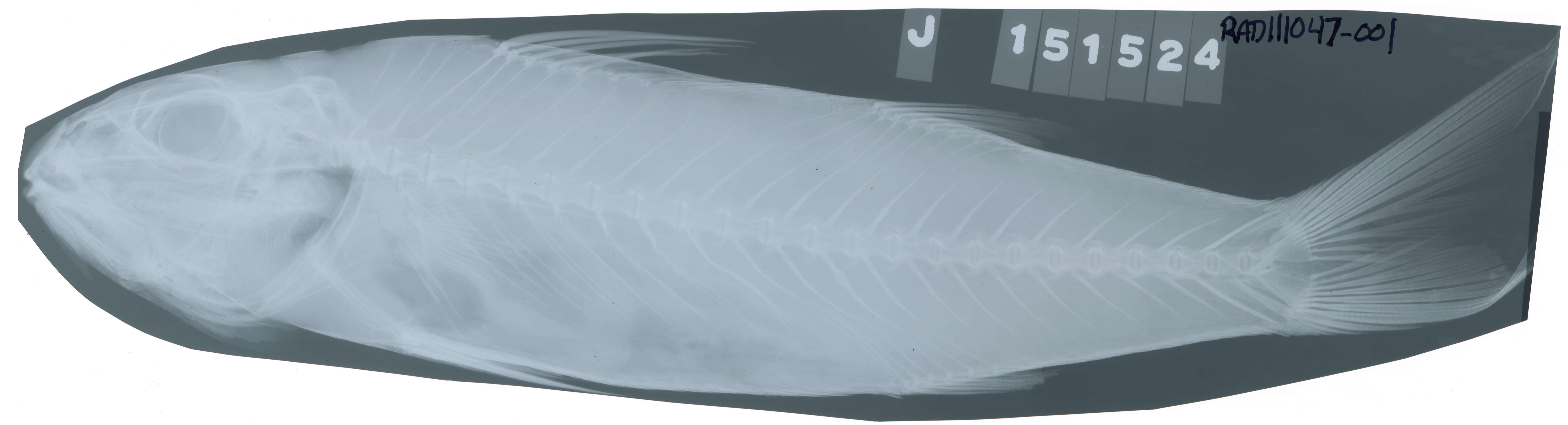 Image of Band-tail goatfish