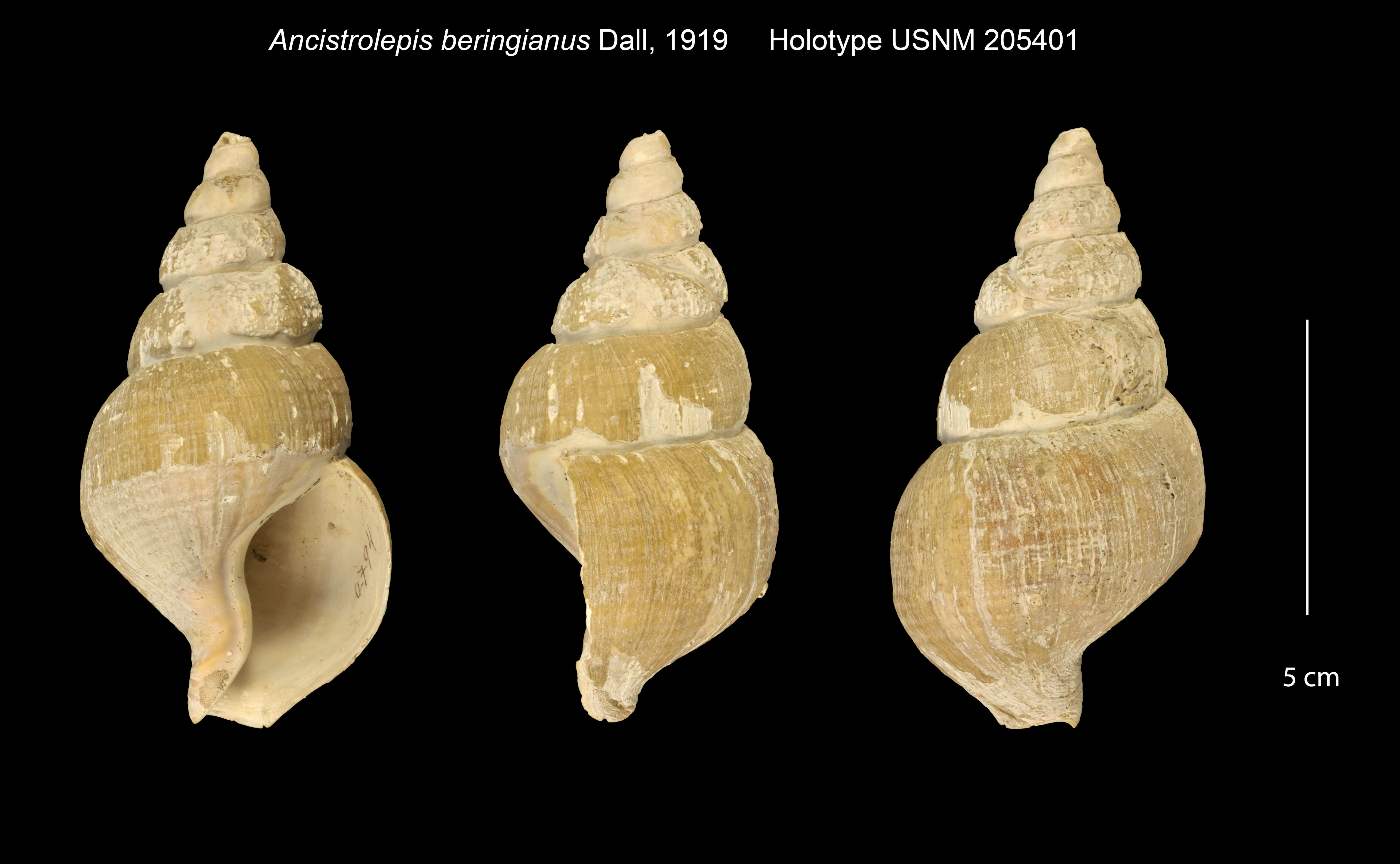 Image of Neancistrolepis beringianus (Dall 1919)