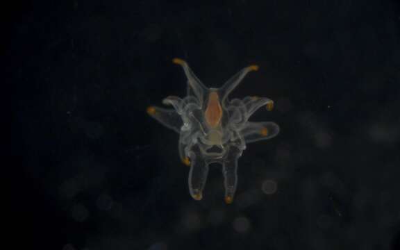 Image of Astropectinidae