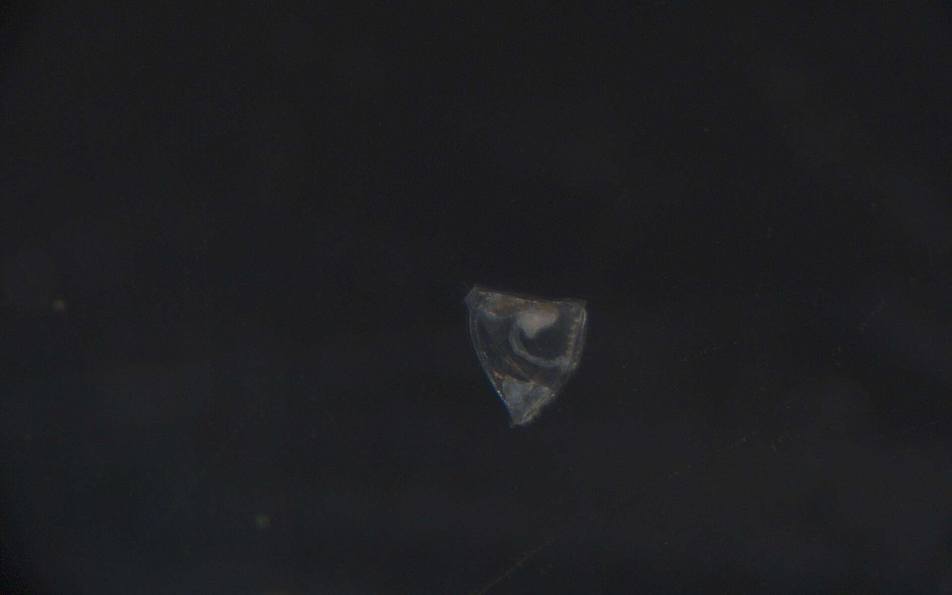 Image of Membraniporidae