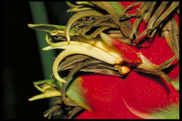 Image of Heliconia villosa Klotzsch