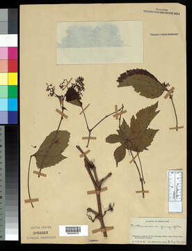 Image of Virginia creeper