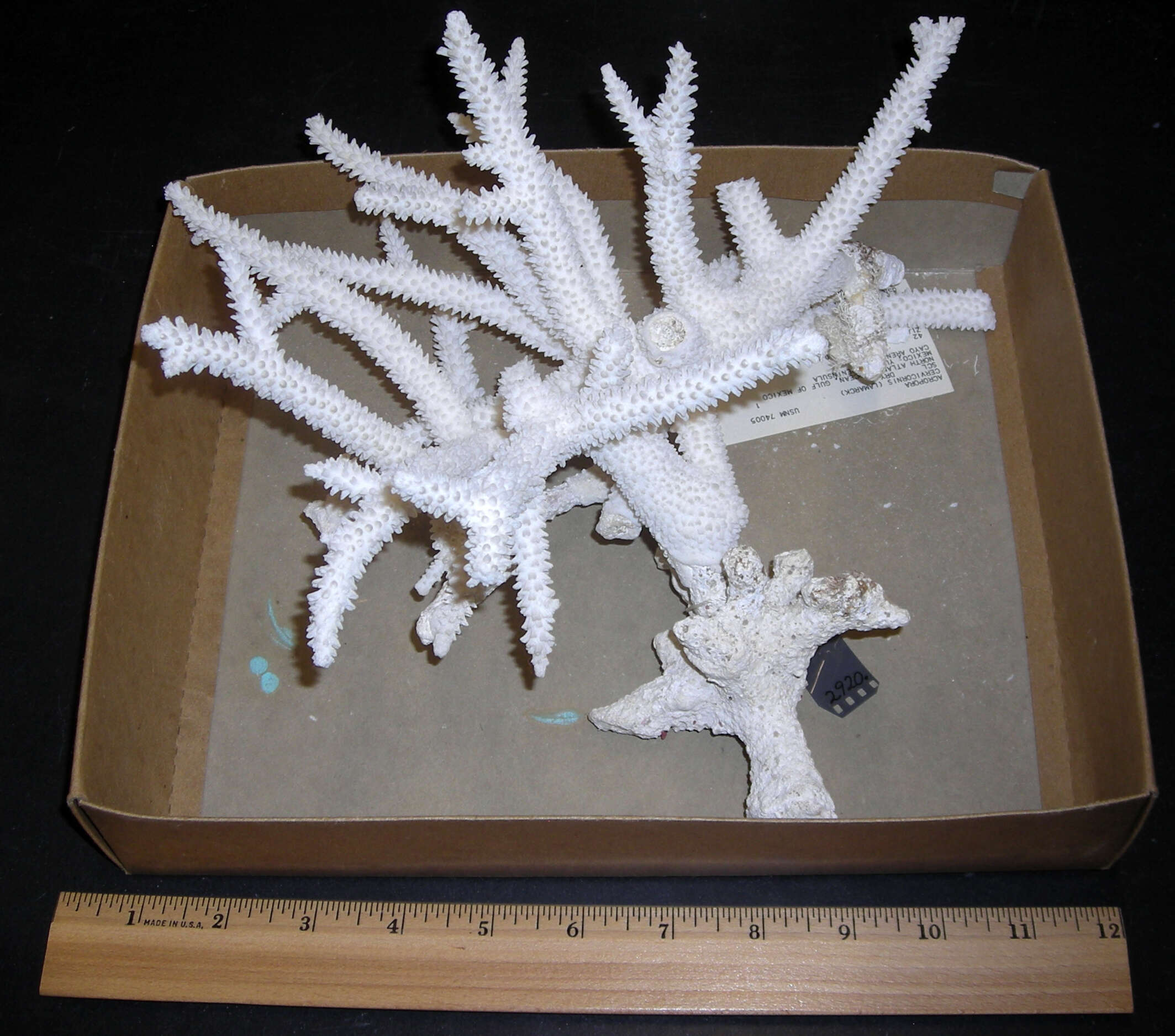 Image of Staghorn Coral