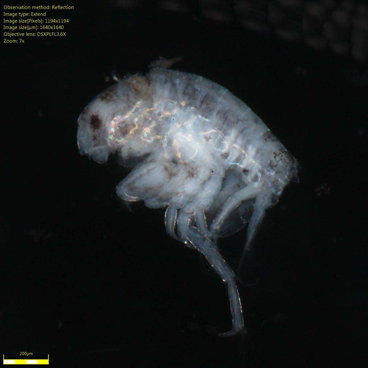 Image of Amphipoda