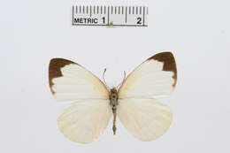 Image of Elodina parthia (Hewitson 1853)