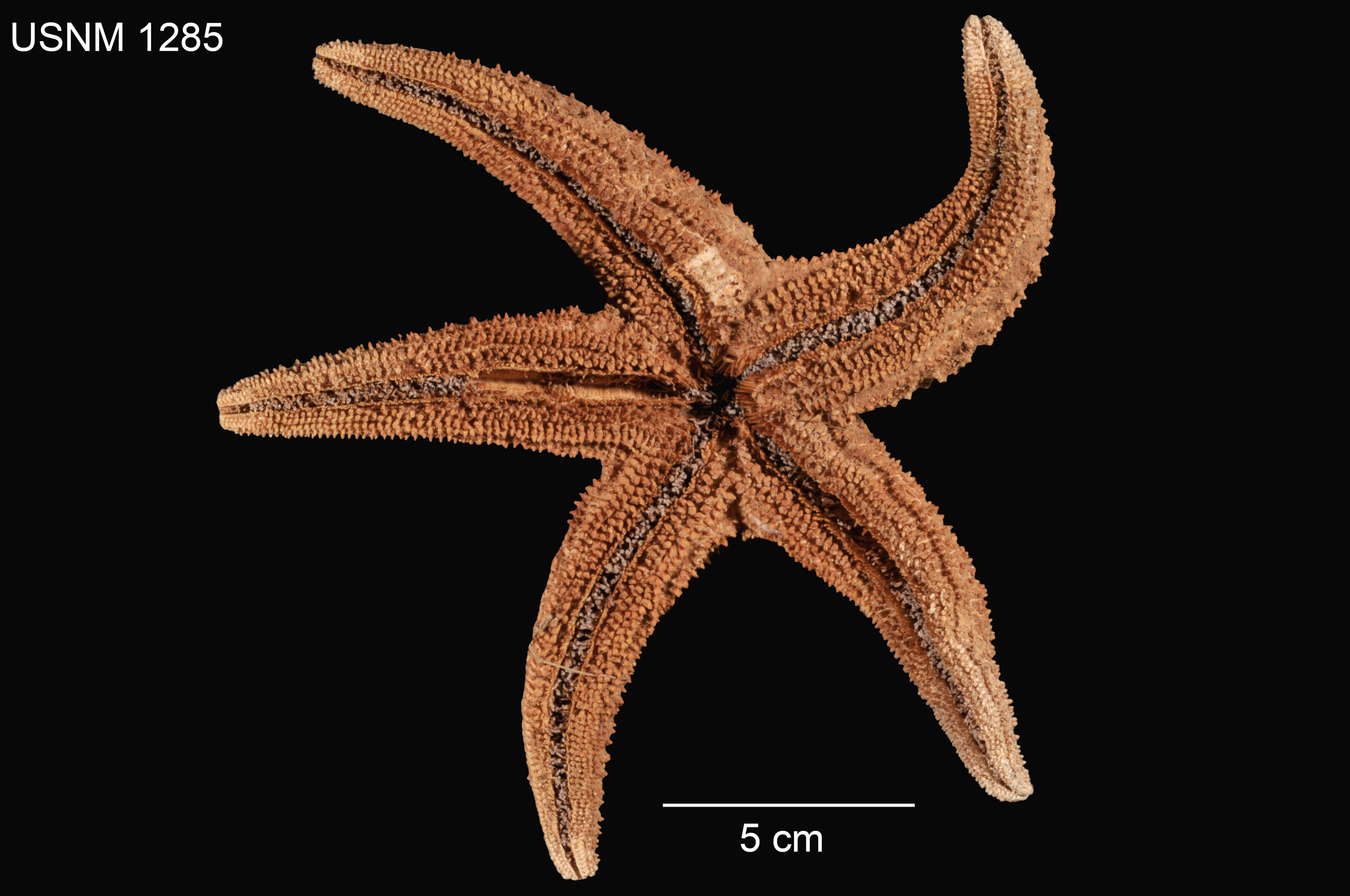 Image of Giant Pink Sea Star