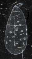 Image of Apolemia lanosa Siebert, Pugh, Haddock & Dunn 2013