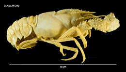 Image of Patagonian lobsterette