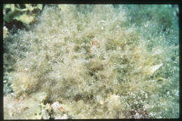 Image of Red algae