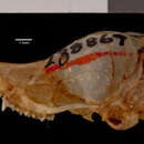 Image of Myotis siligorensis sowerbyi Howell 1926