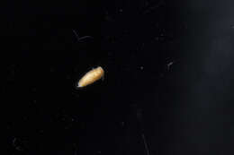 Imagem de Palythoa heliodiscus (Ryland & Lancaster 2003)