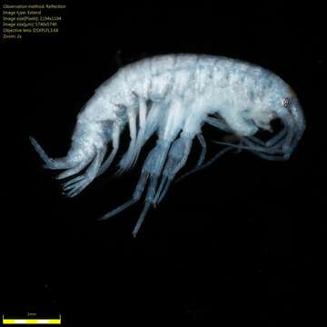 Image of Amphipoda