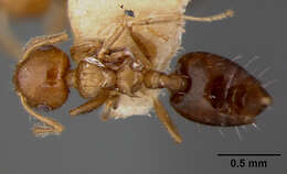 Image de Crematogaster curvispinosa panamana Wheeler 1942