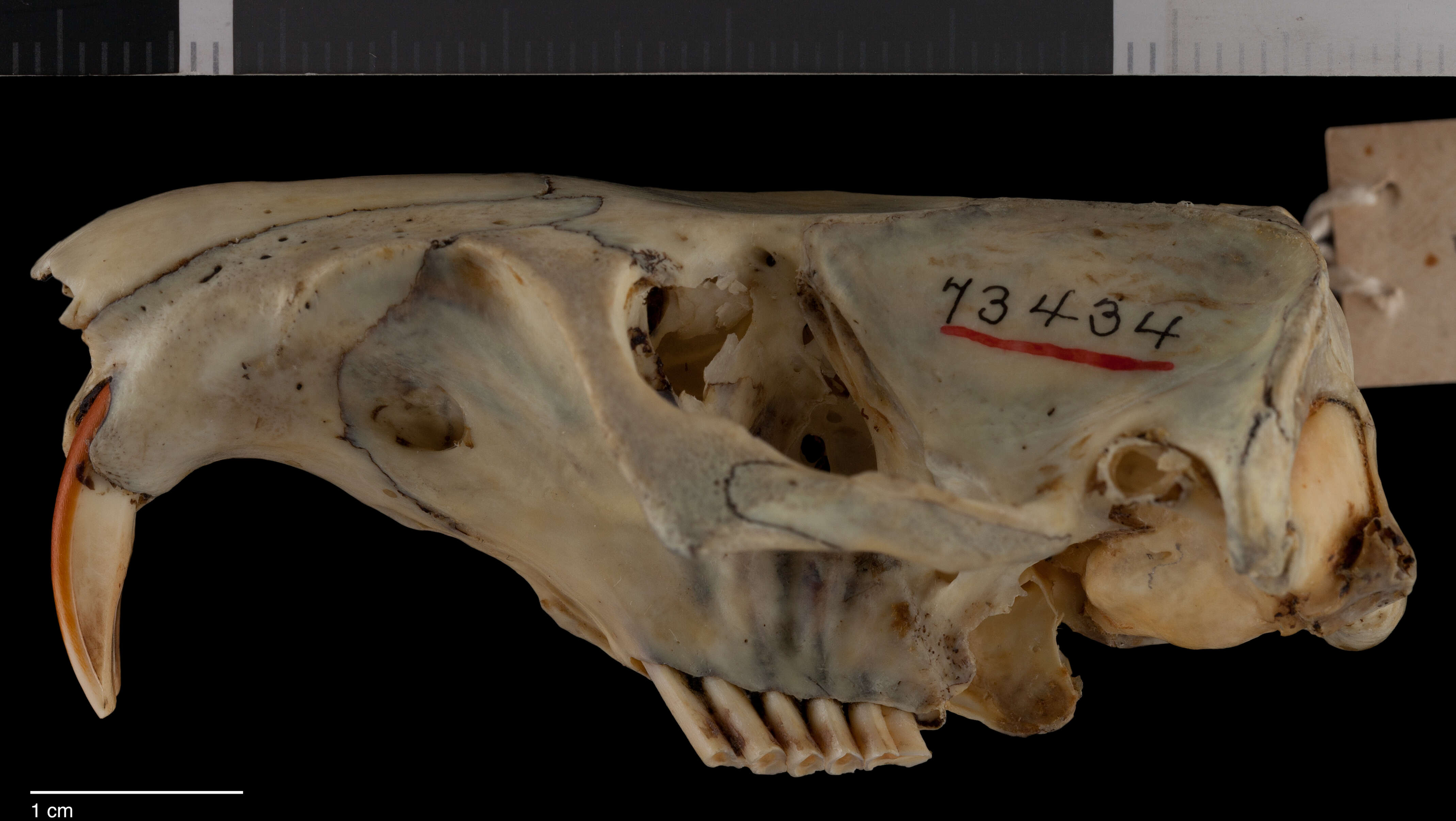 Image of Orthogeomys hispidus tehuantepecus (Goldman 1939)