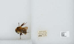 Image of Common carder bumblebee