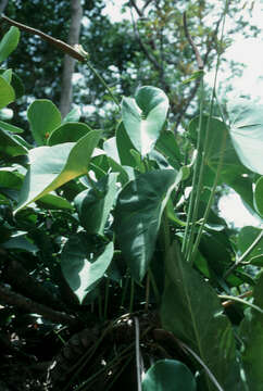 Imagem de Anthurium cordatum (L.) Schott