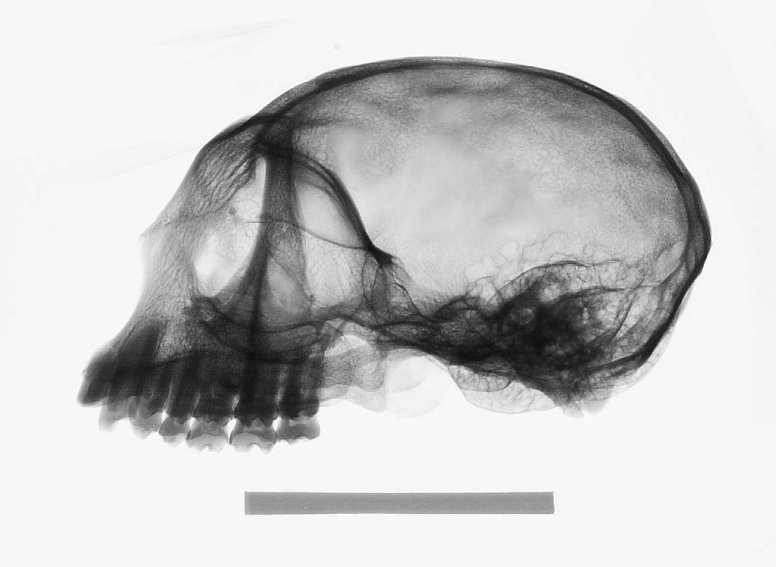 Image of Trachypithecus cristatus cristatus (Raffles 1821)