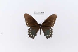 Image of Papilio Linnaeus 1758