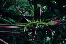 Image of Heliconia aemygdiana Burle-Marx