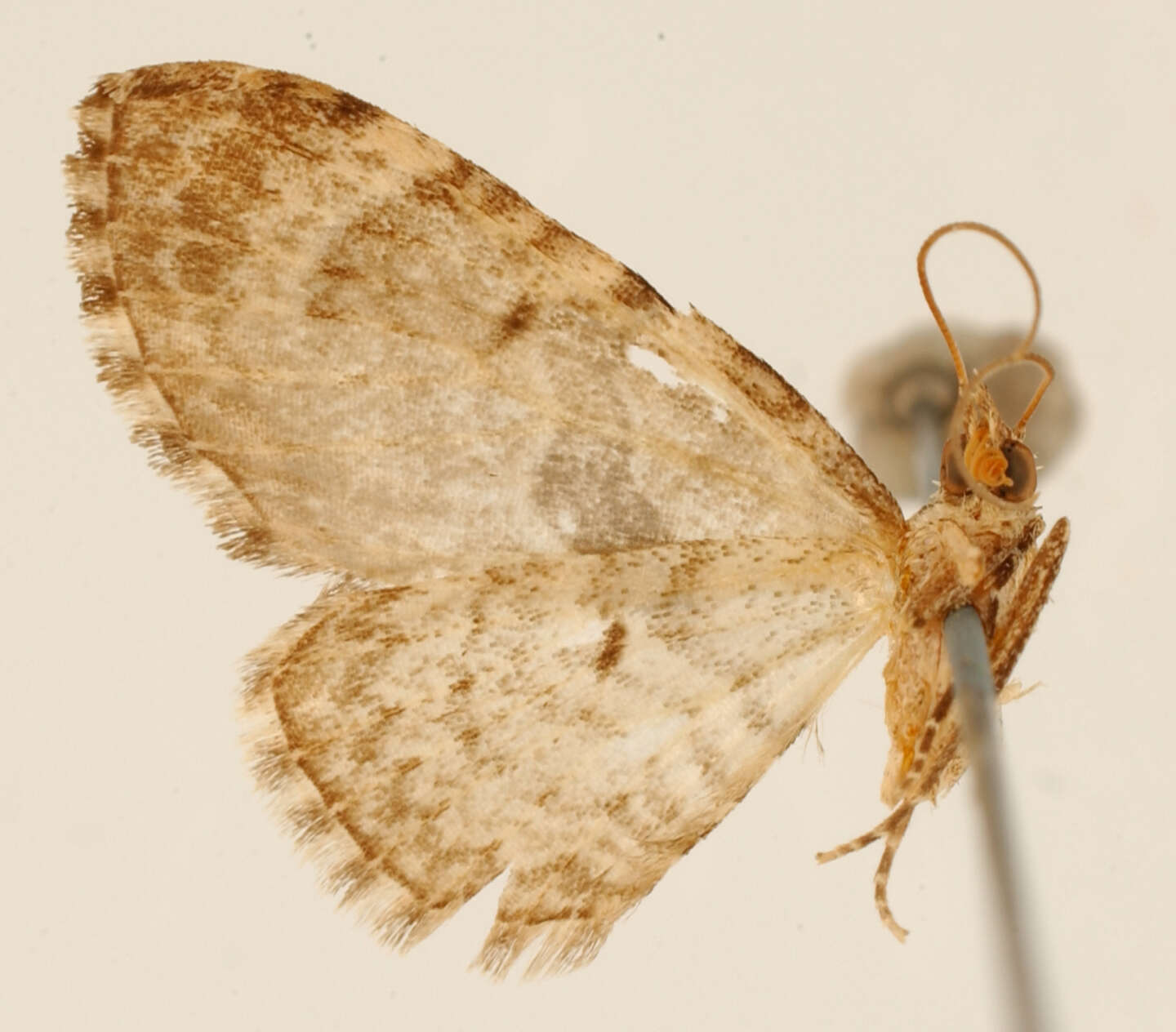 Image of Eupithecia viperea Schaus 1913