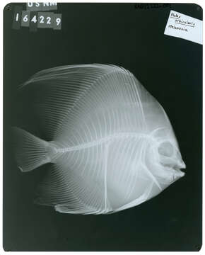 Image of Orbicular batfish