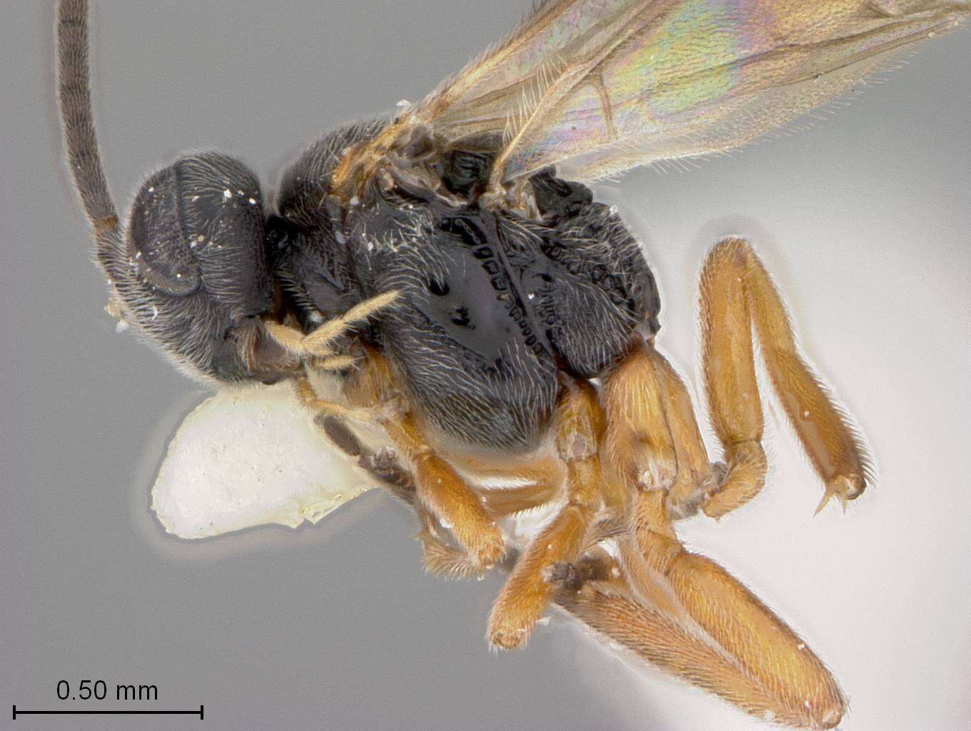 Image of Microplitis indicus Marsh 1978