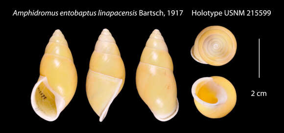 Image de <i>Amphidromus entobaptus linapacensis</i> Bartsch