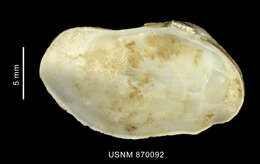 Hiatella arctica (Linnaeus 1767)的圖片