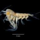 Image of Themisto gaudichaudii Guérin 1825