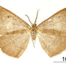 صورة Nephodia flavivertex Dognin 1911