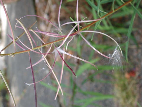 Image of fireweed