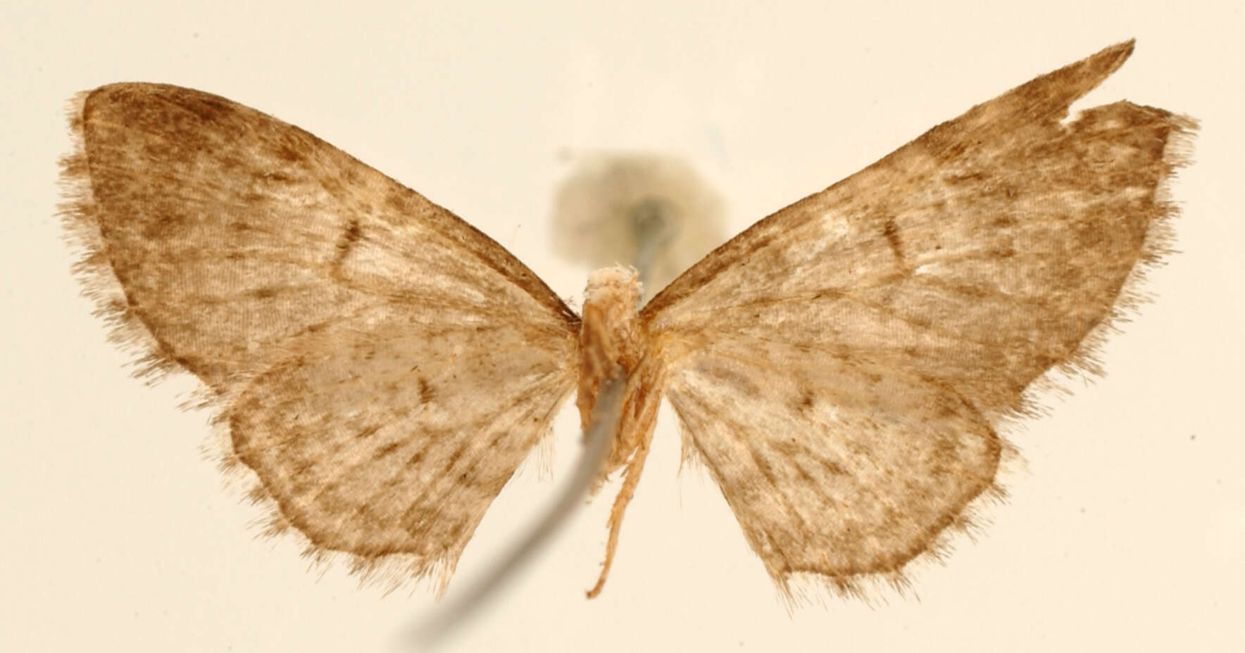 Image of Eupithecia vilis Schaus 1913