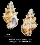 Image of Attiliosa kevani Vokes 1999