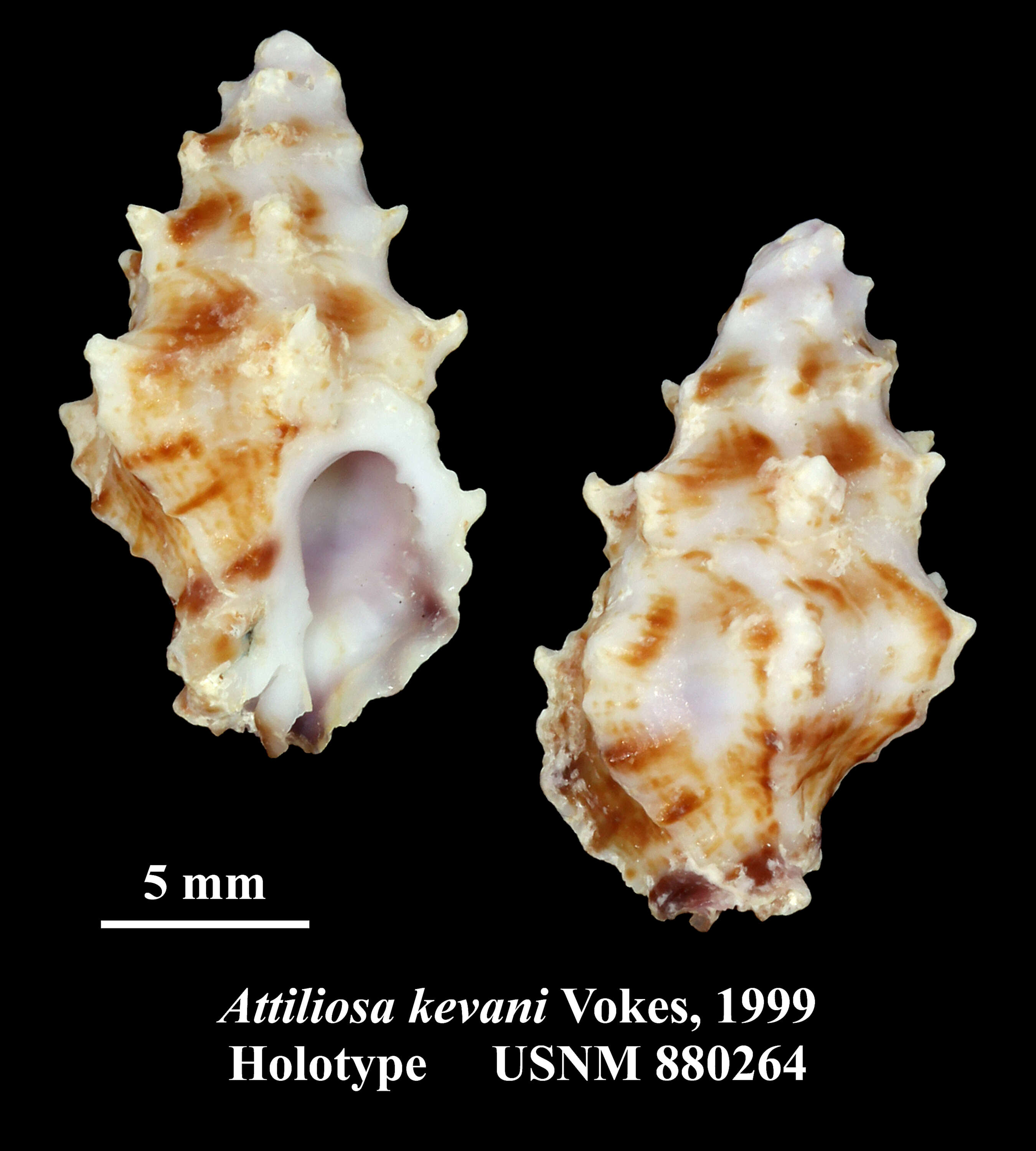 Image of Attiliosa kevani Vokes 1999