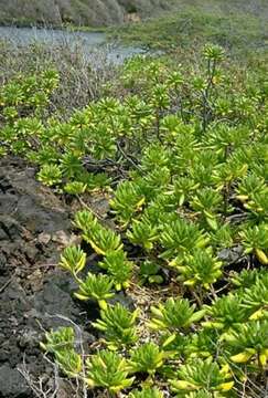 Image of Scaevola taccada var. taccada