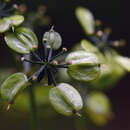 Image of Prionosciadium macrophyllum Coult. & Rose