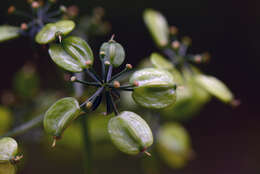 Prionosciadium macrophyllum Coult. & Rose resmi